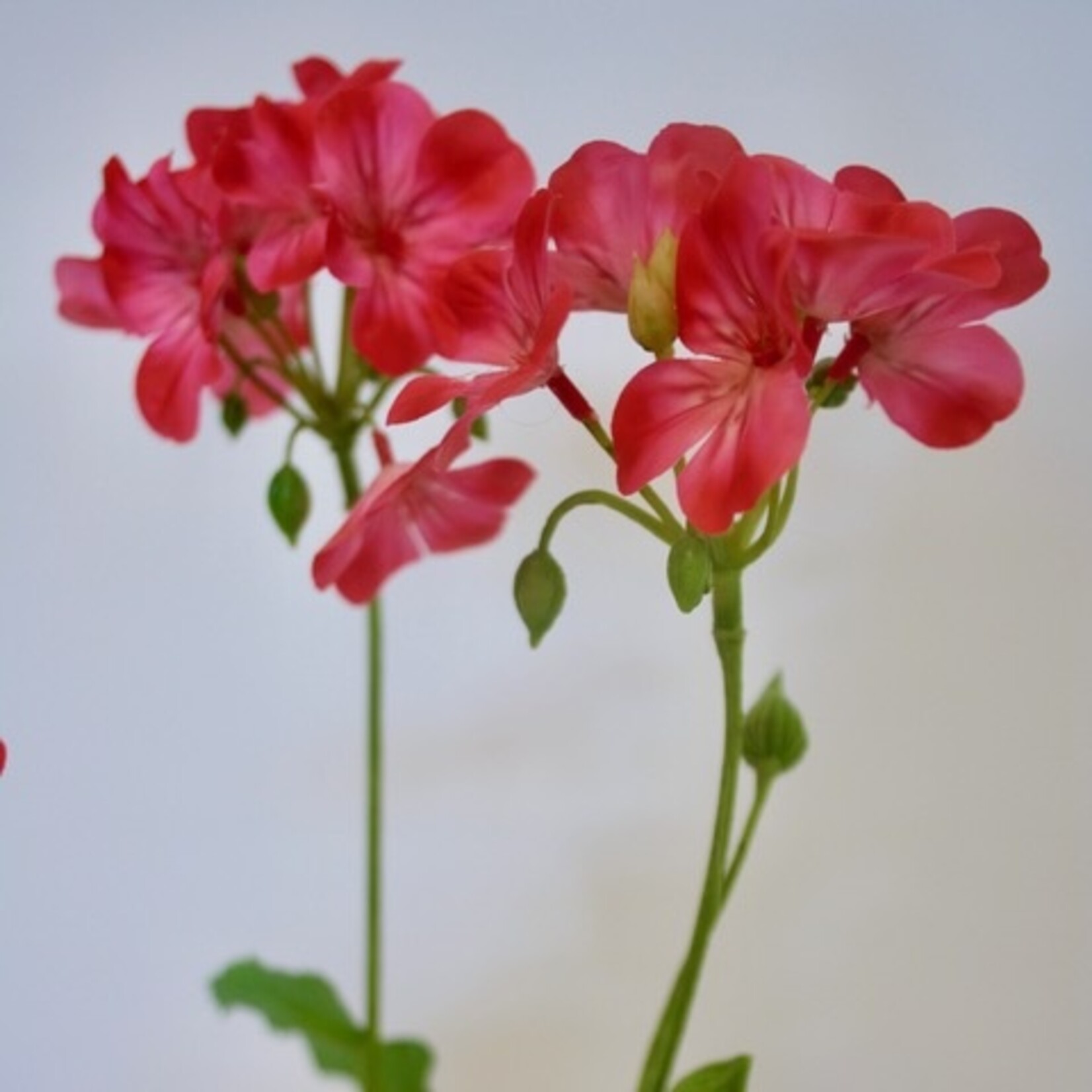 GERANIUM PINK TRAILING | ROZE | 69 CM