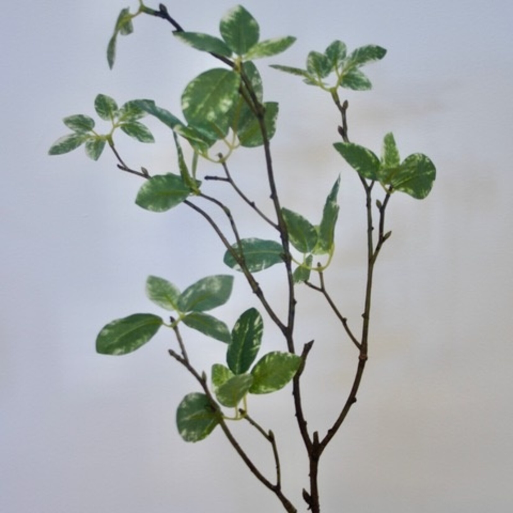 BLADTAK  | GROEN WIT | 60 CM