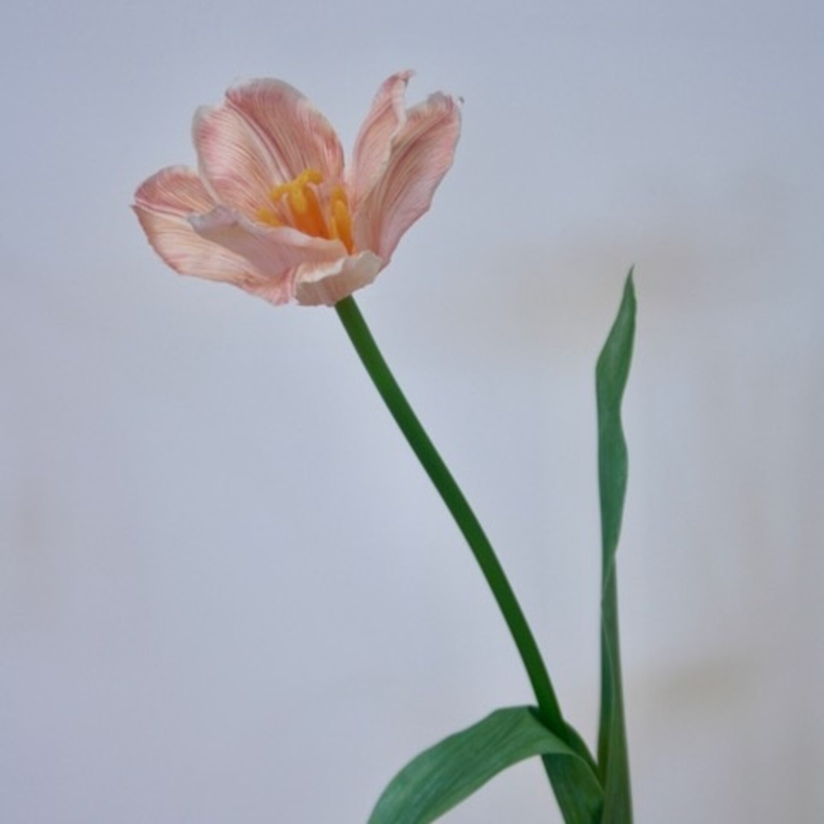 TULP | ZACHT ROZE | 49 CM