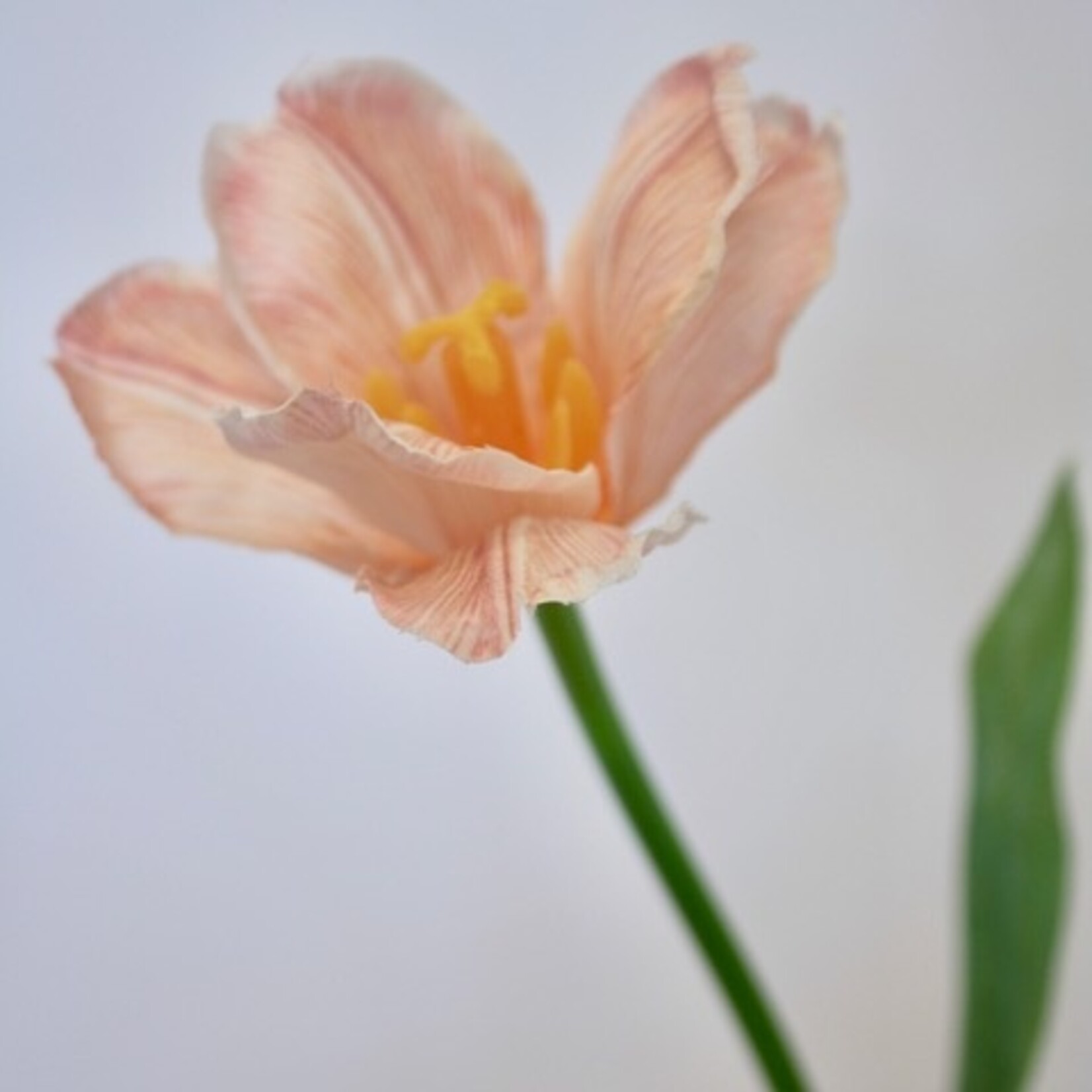 TULP | ZACHT ROZE | 49 CM
