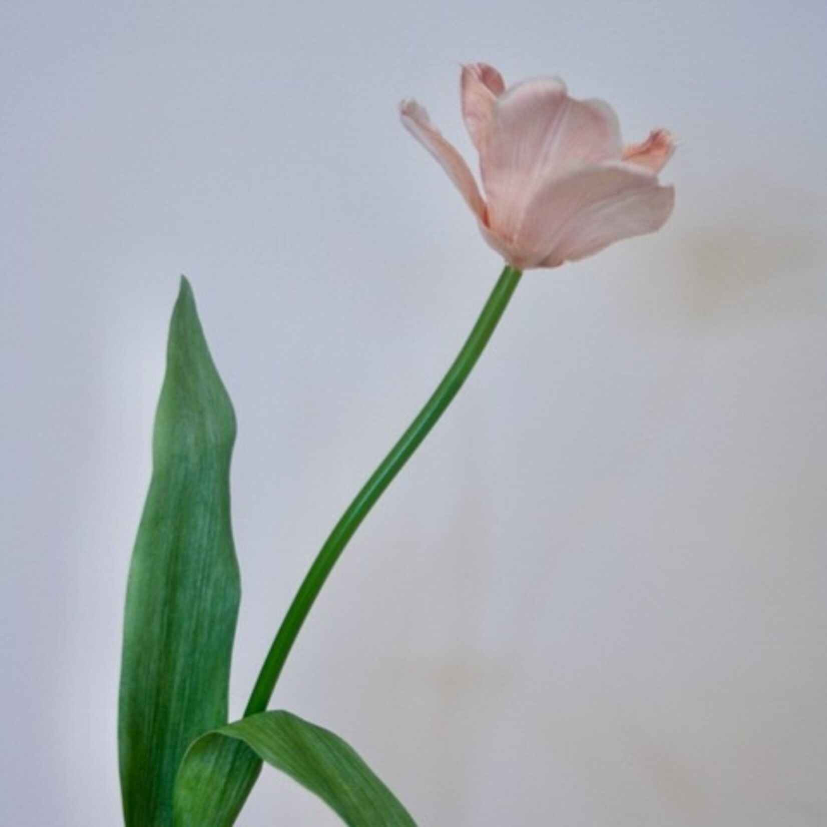 TULP | ZACHT ROZE | 49 CM