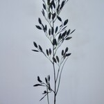 REYGRASS | BROWN | 100 CM