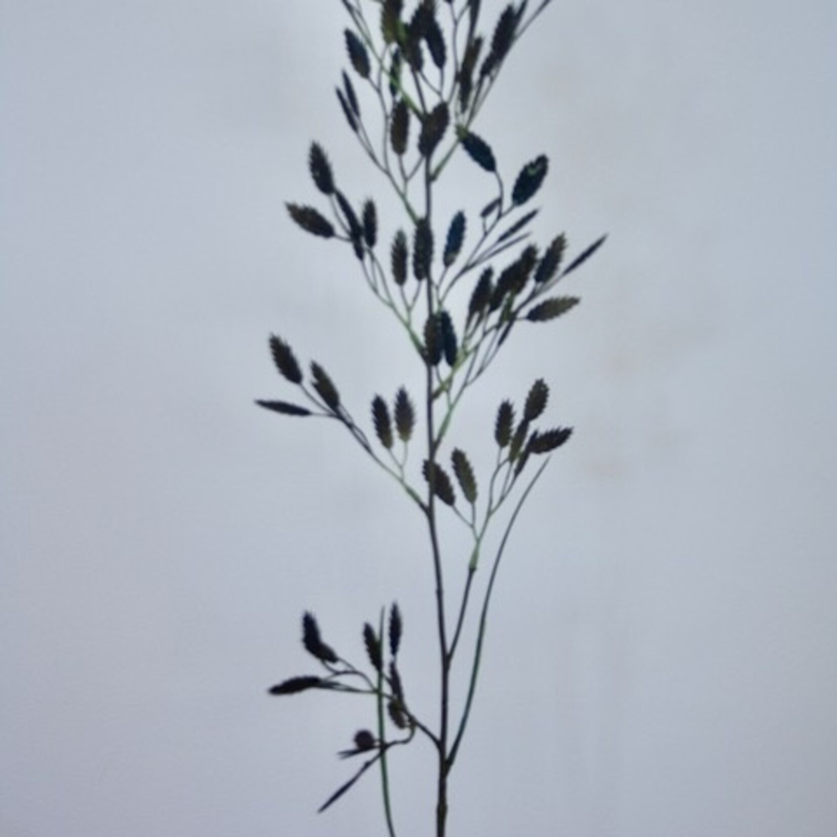 RAAI GRAS | BRUIN | 100 CM
