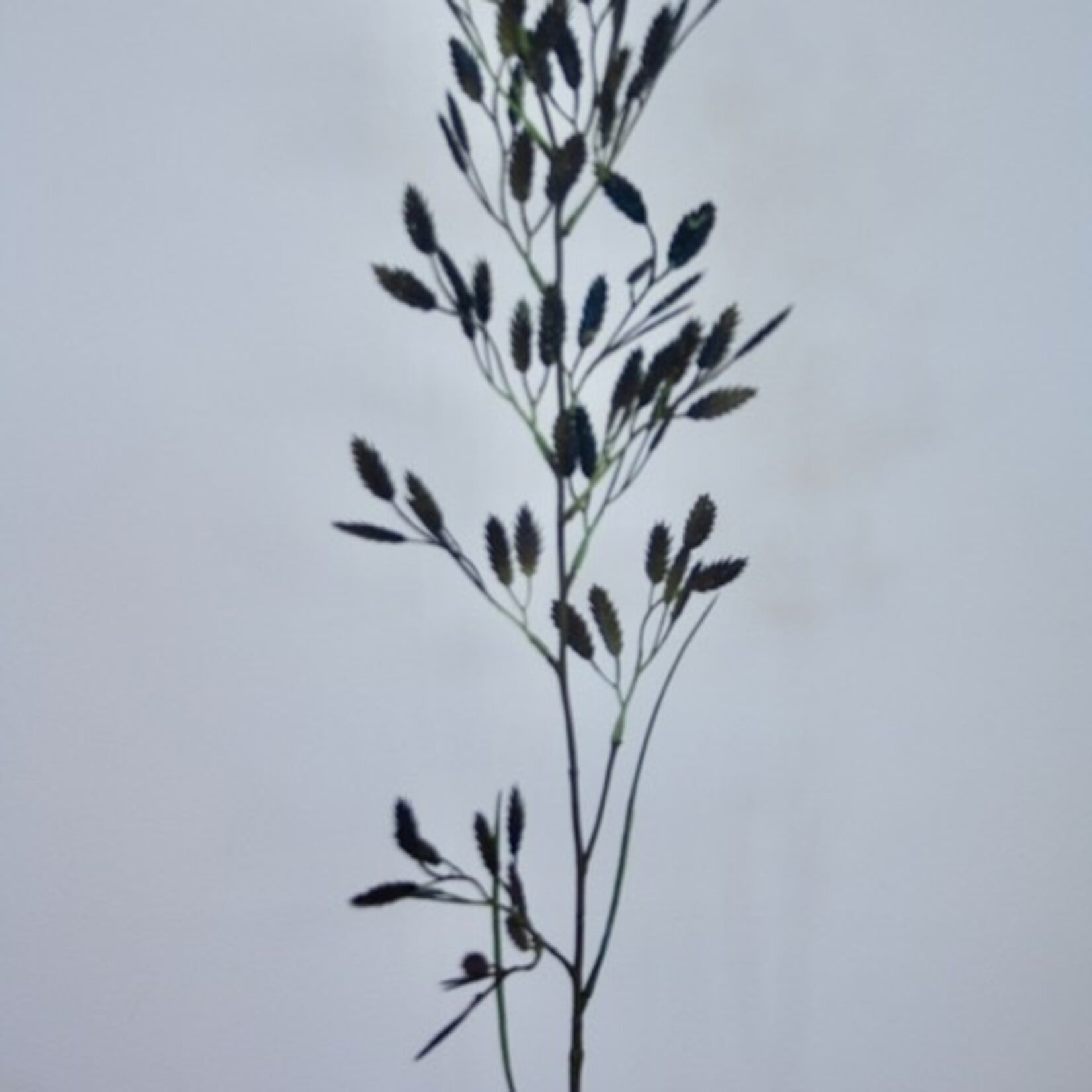 REYGRASS | BROWN | 100 CM