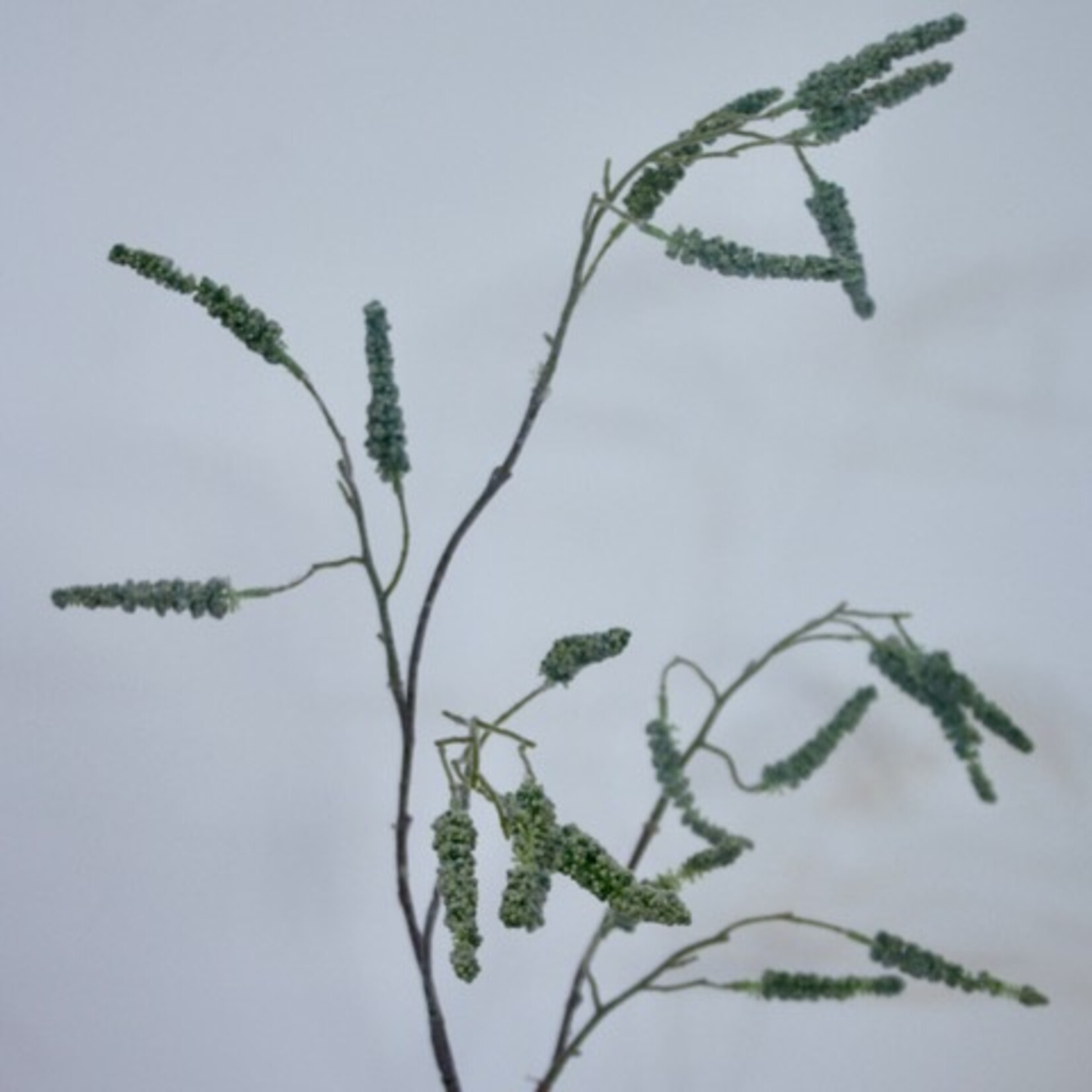AMARANTHUS GREEN VIRIDIS| GREEN | 90 CM