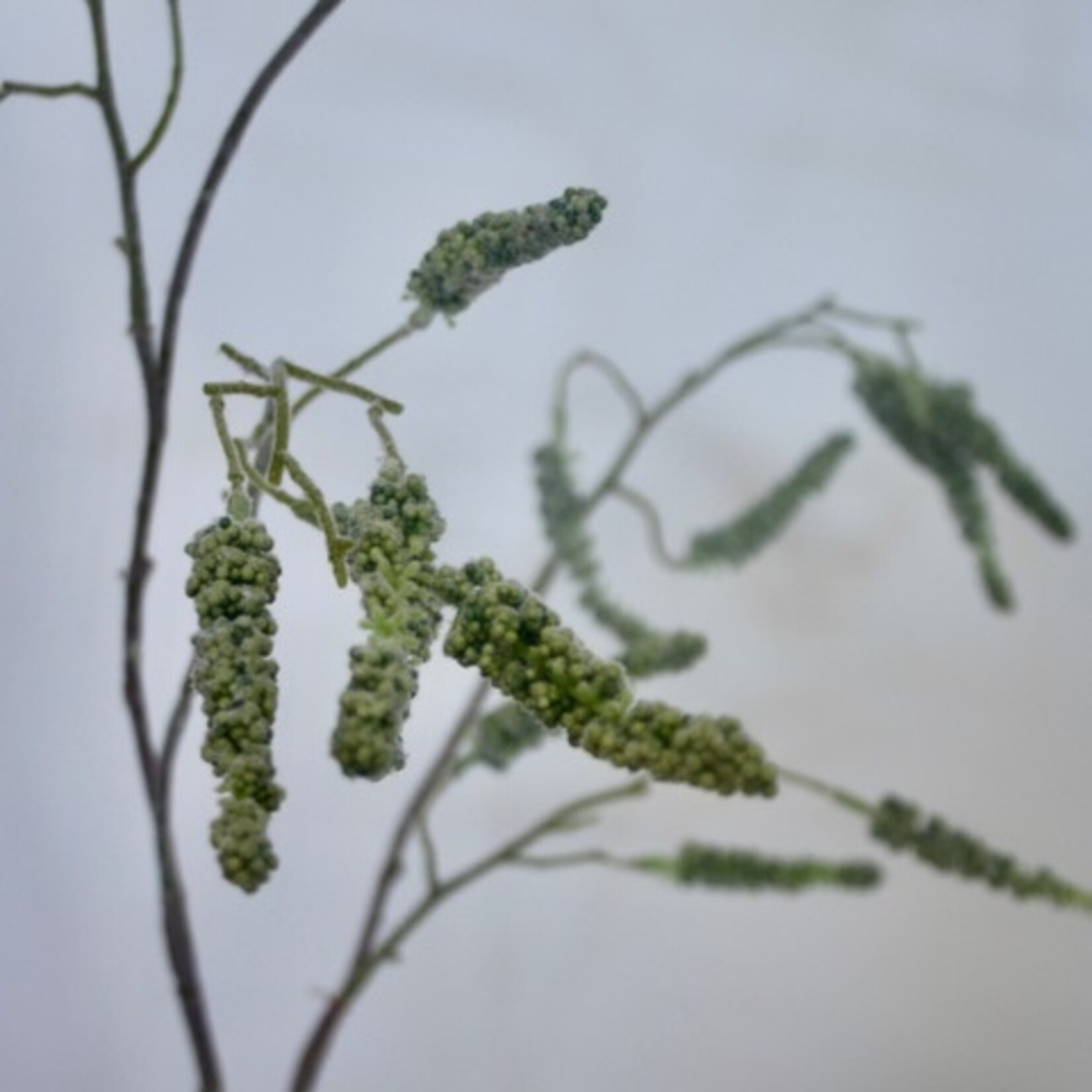 AMARANTHUS GREEN VIRIDIS| GREEN | 90 CM