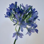 AGAPANTHUS |BLAUW | 88 CM