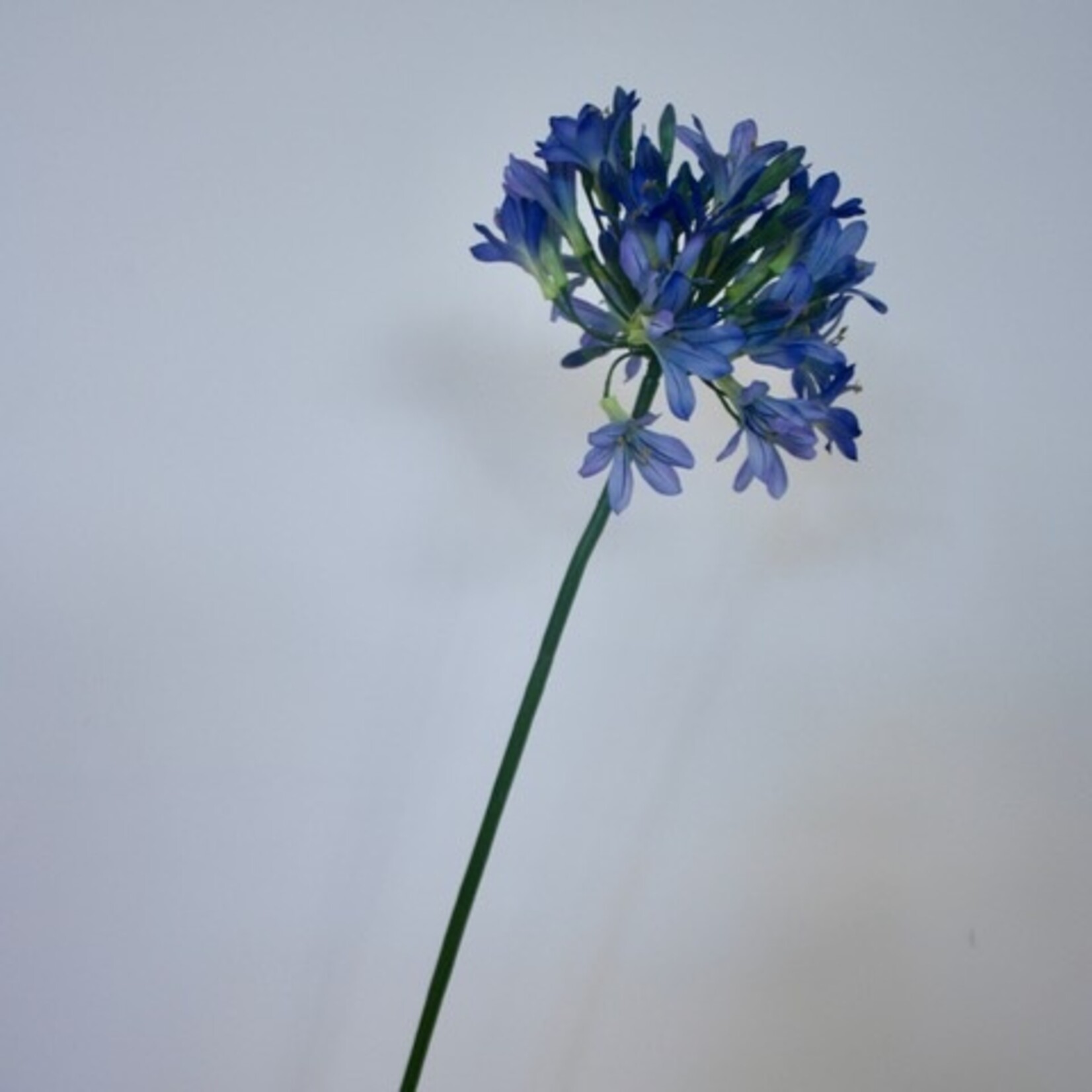 AGAPANTHUS |BLAUW | 88 CM