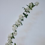 SPIREA | WHITE | 100 CM