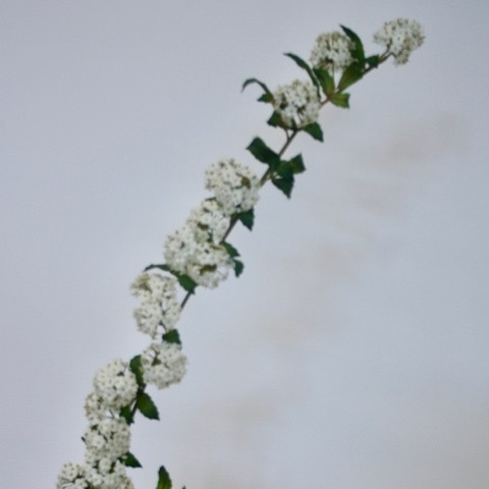 SPIREA | WIT | 100 CM