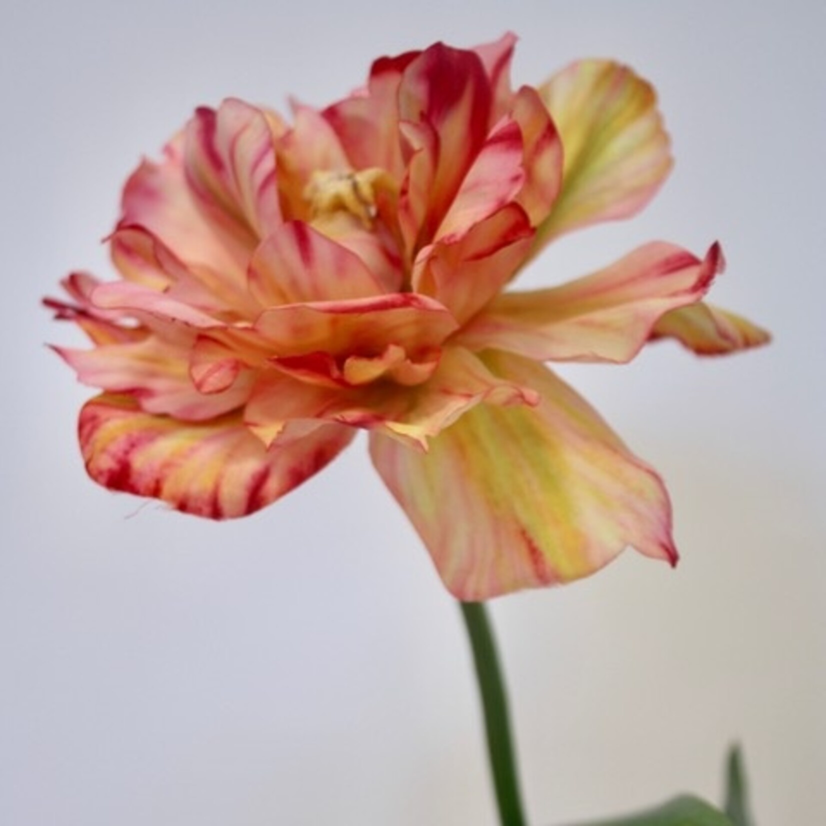 PARROT TULIP AMAZING| PINK YELLOW | 64 CM