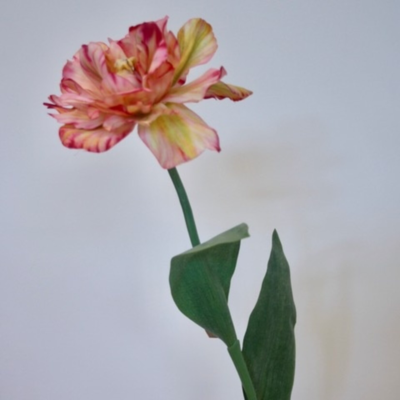 PARROT TULIP AMAZING| PINK YELLOW | 64 CM