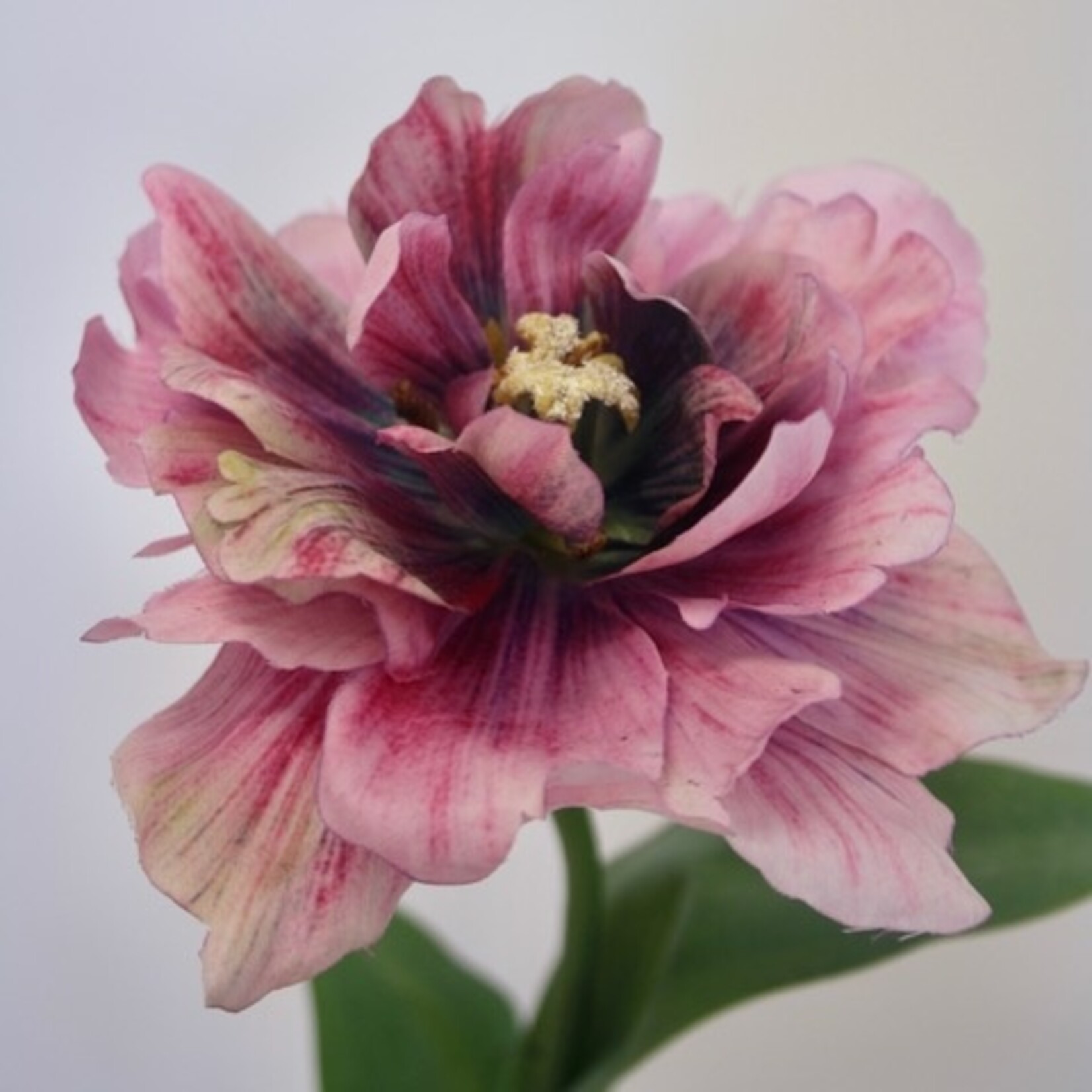 PARROT TULIP GREEN WAVE | PINK | 64 CM