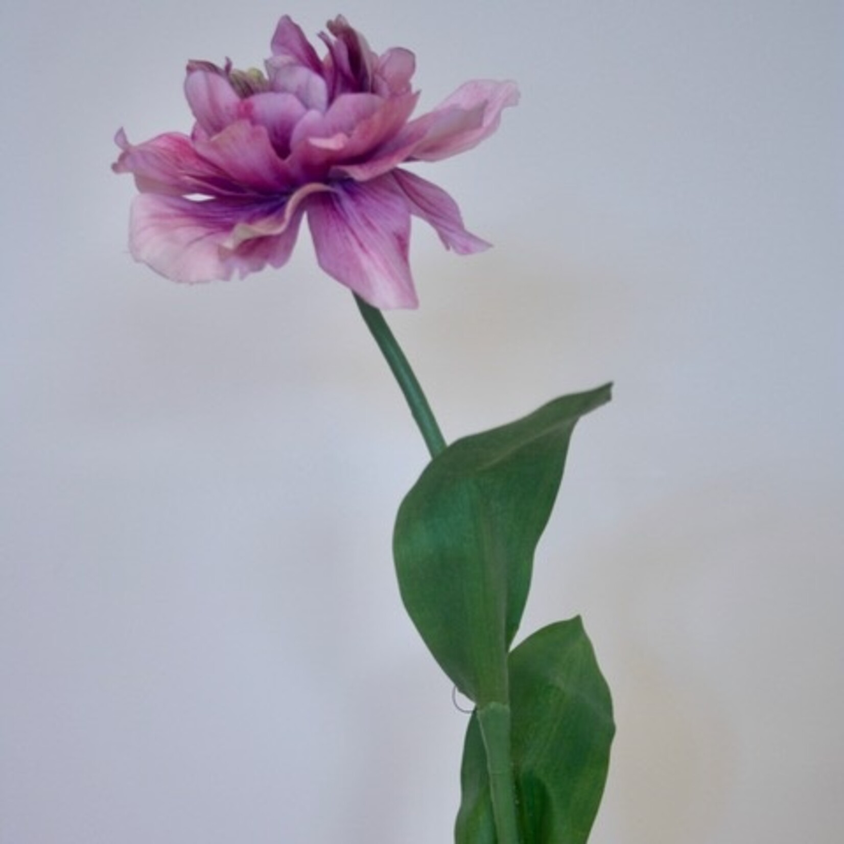 PARROT TULIP GREEN WAVE | PINK | 64 CM