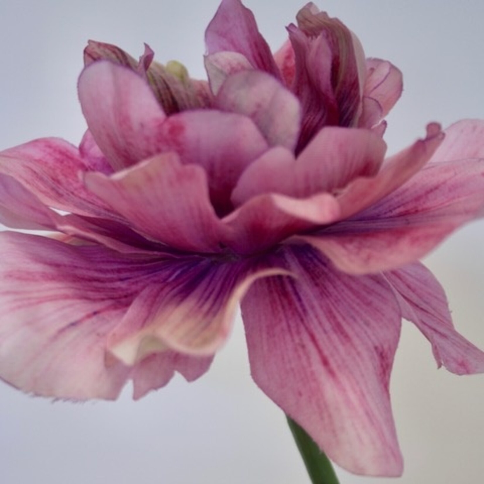 PARKIET TULP GREEN WAVE | ROZE | 64 CM