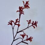 KANGAROOPAW | ORANGE | 76 CM