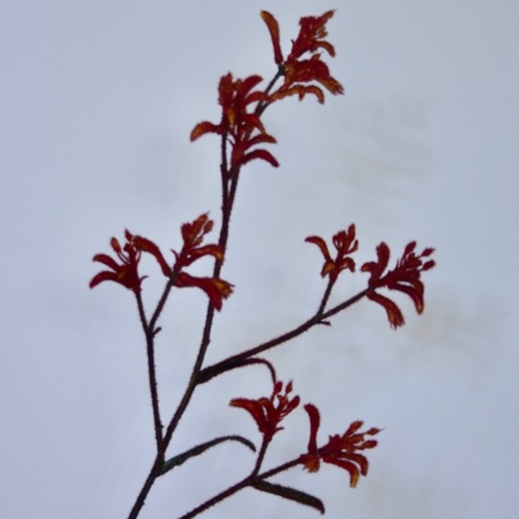 KANGAROOPAW | ORANGE | 76 CM