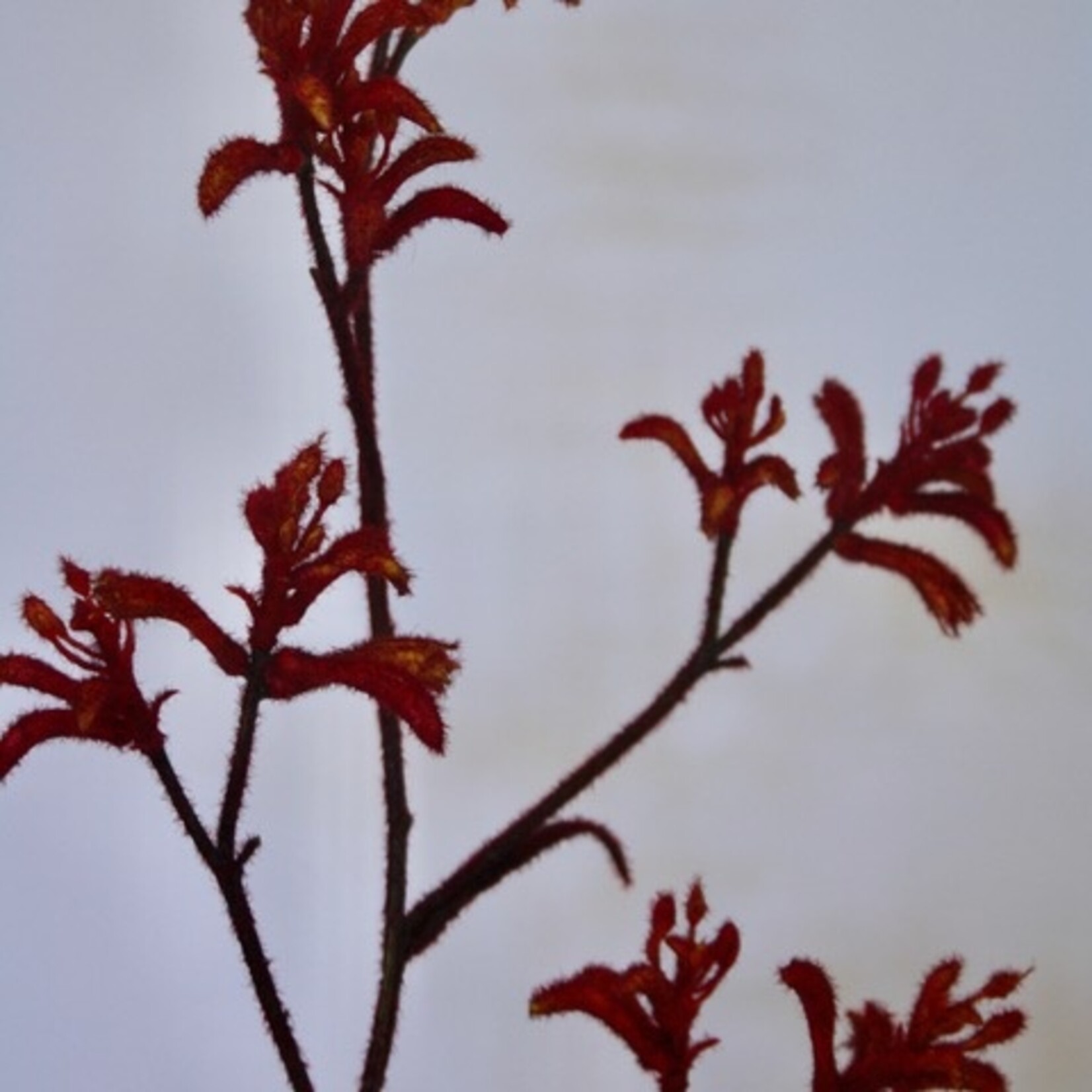 KANGAROOPAW | ORANGE | 76 CM