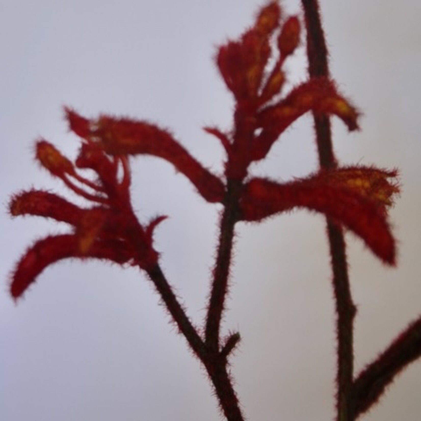 KANGAROOPAW | ORANGE | 76 CM