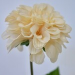 DAHLIA  | CREAM |  67 CM
