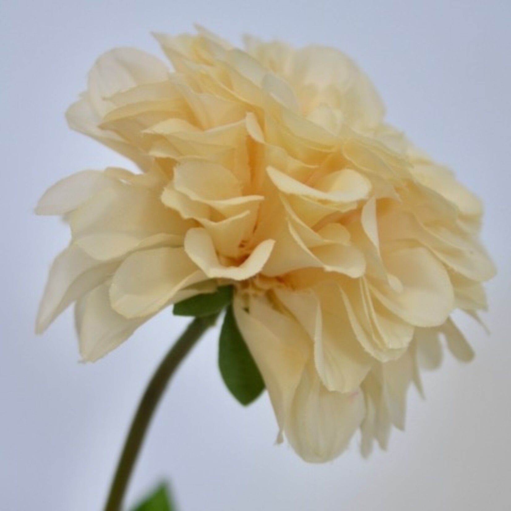 DAHLIA CREAMY  | CREAM |  67 CM