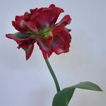 PARROT TULIP | RED | 64 CM