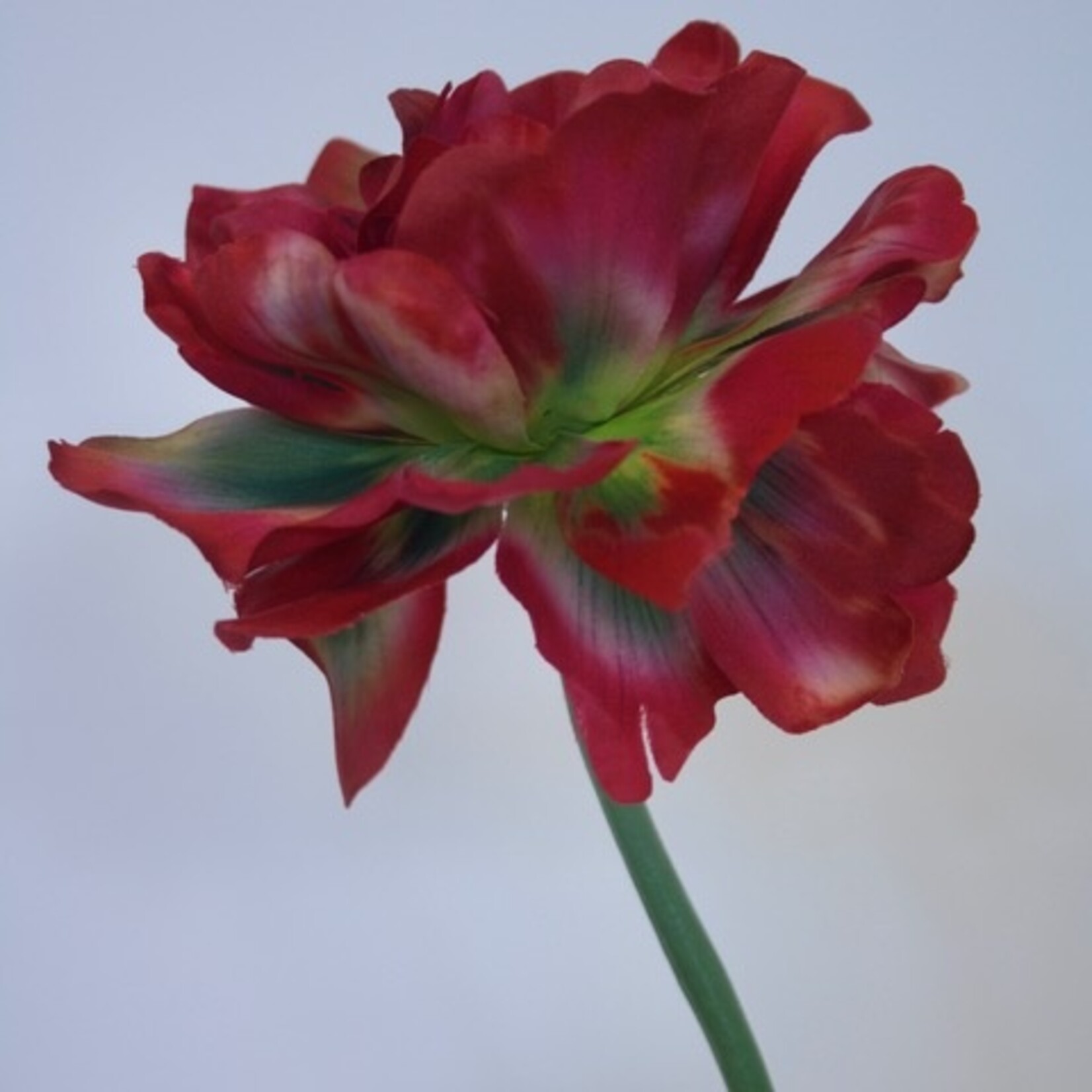 PARKIET TULP RED MADONNA | ROOD | 64 CM