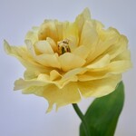 PARROT TULIP | YELLOW | 64 CM