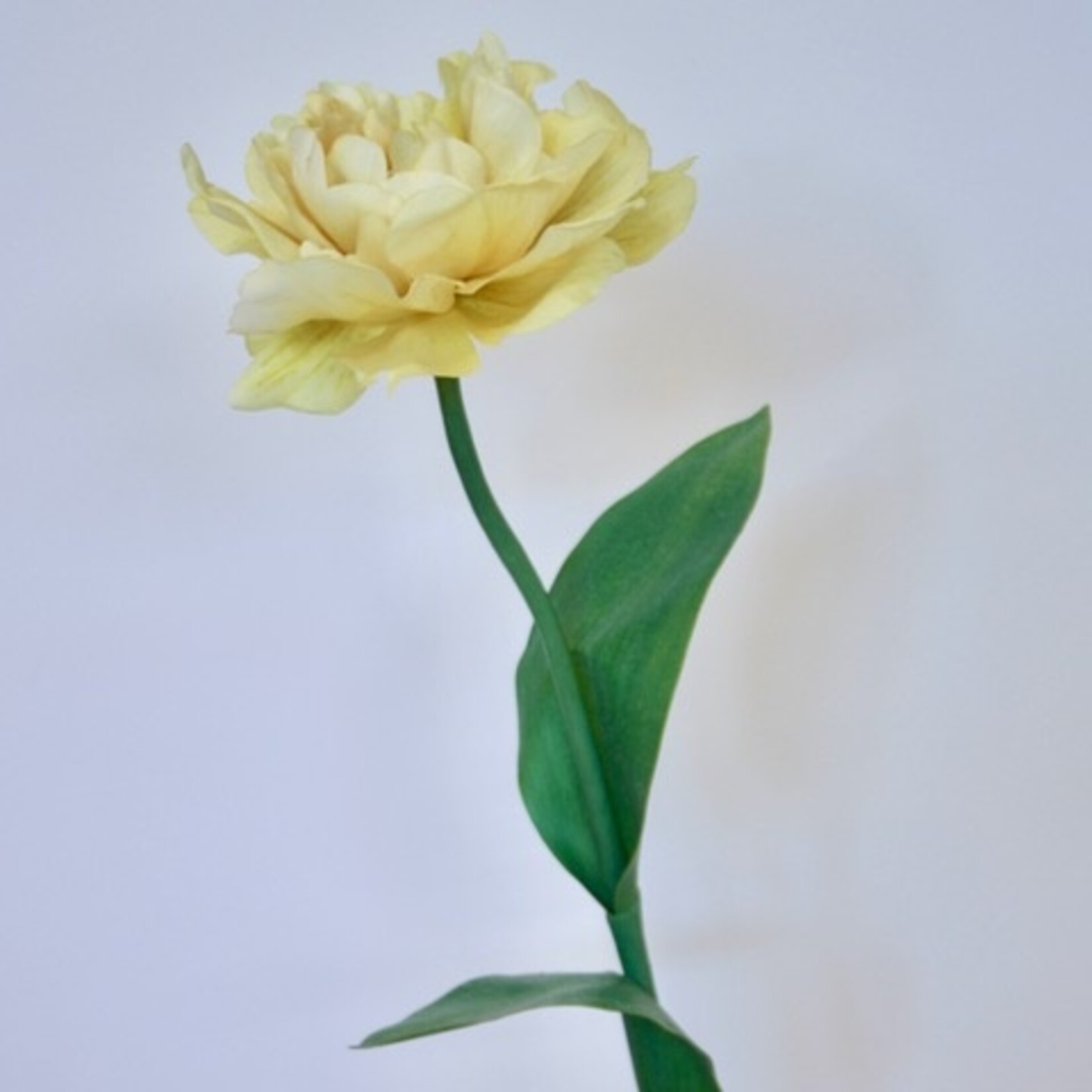 PARROT TULIP AKEBONO | YELLOW | 64 CM