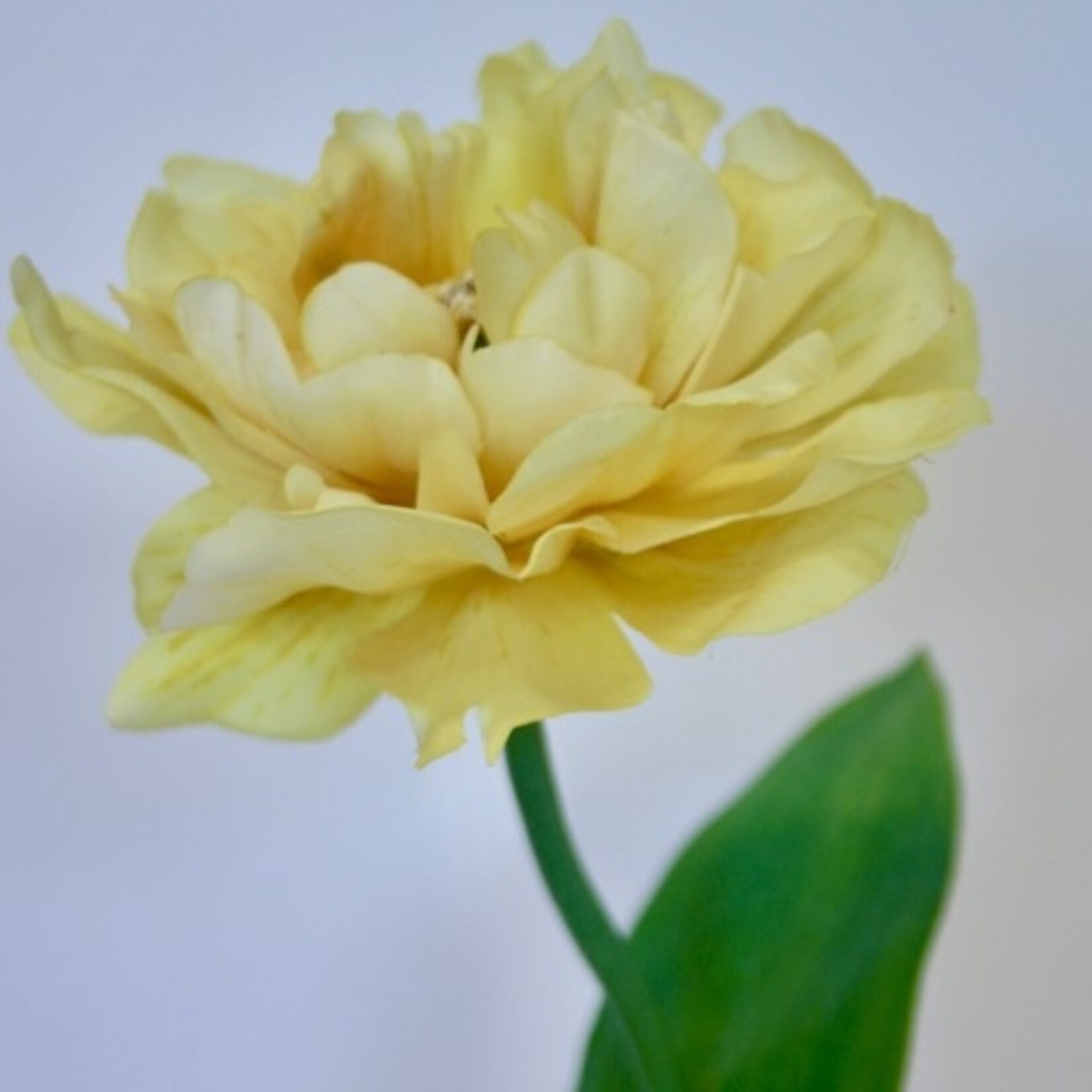 PARROT TULIP AKEBONO | YELLOW | 64 CM