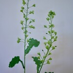 KOOLZAAD TAK | GROEN | 85 CM