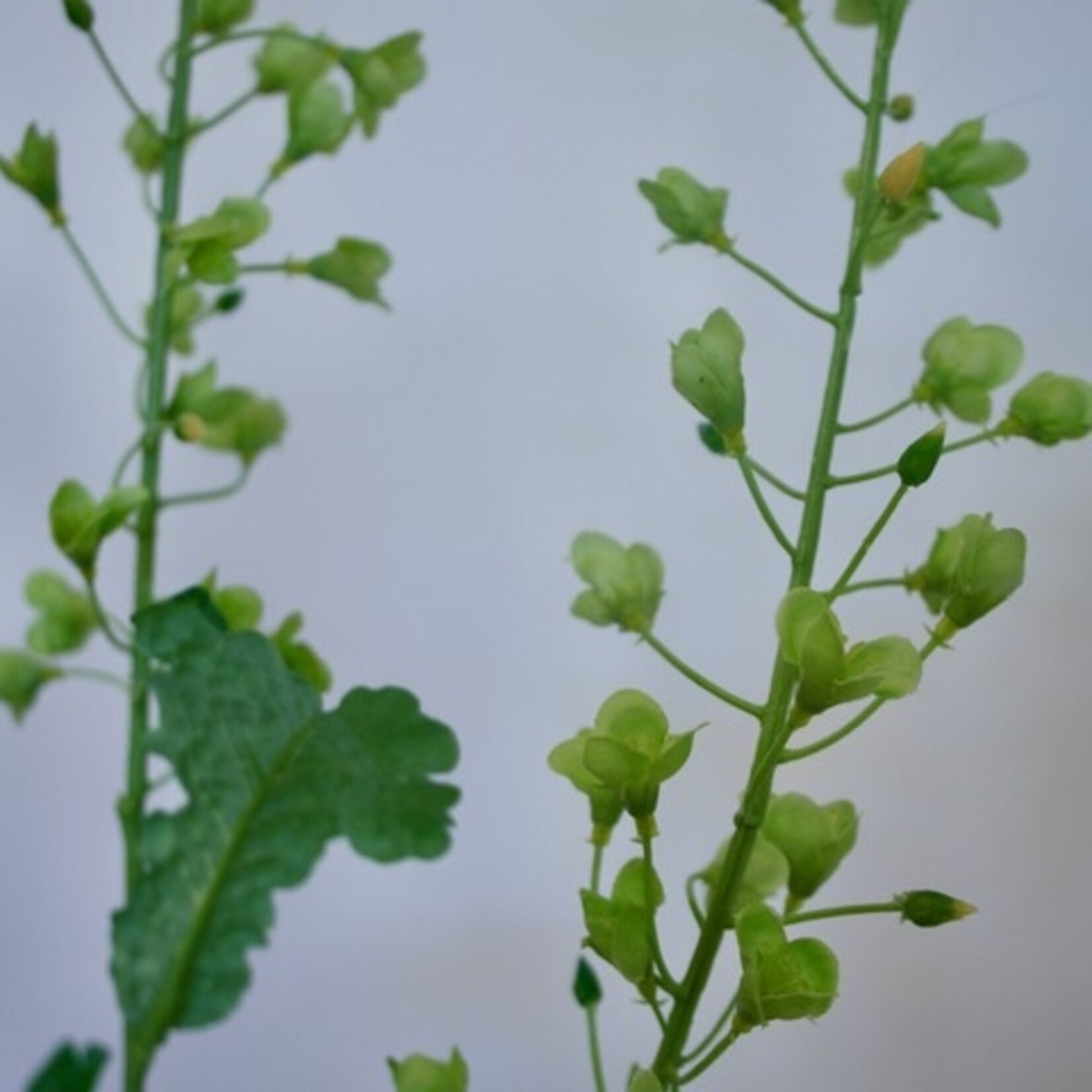 KOOLZAAD TAK | GROEN | 85 CM