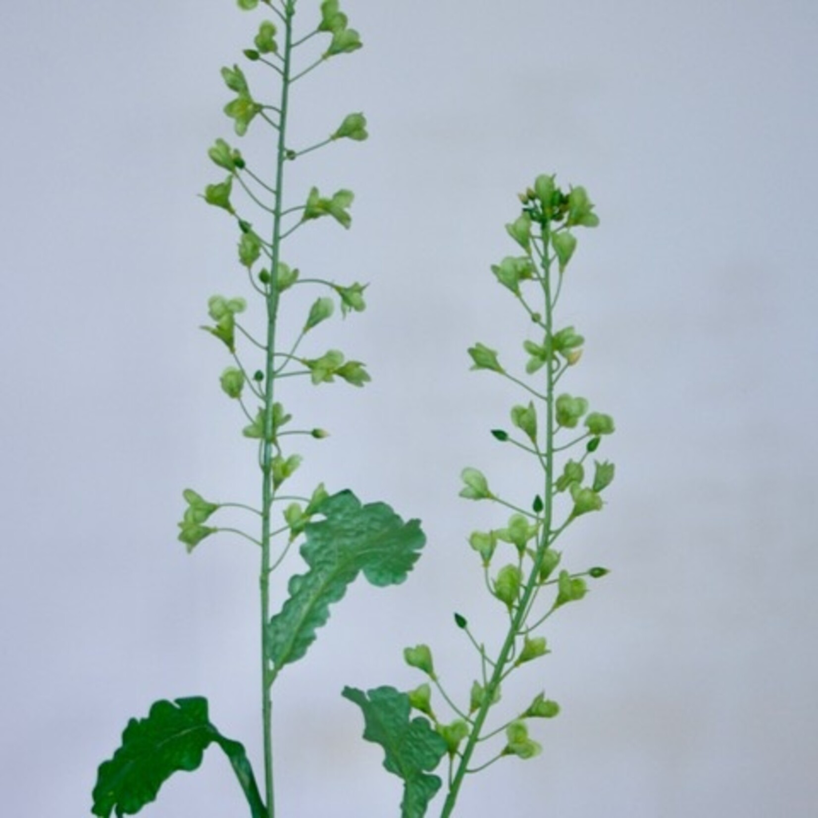 KOOLZAAD TAK | GROEN | 85 CM
