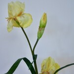 IRIS | YELLOW | 83 CM