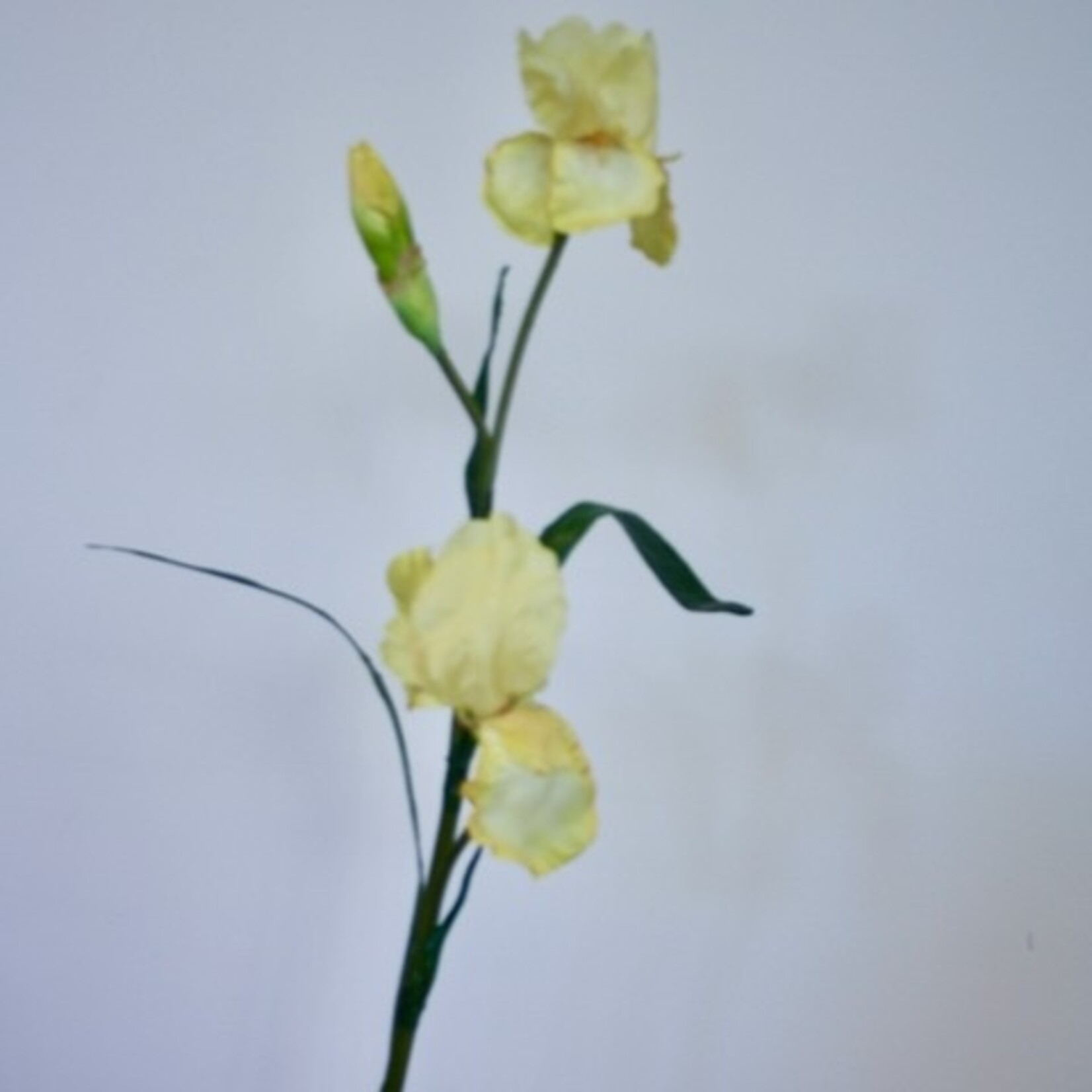 IRIS OLA KALA | GEEL | 83 CM