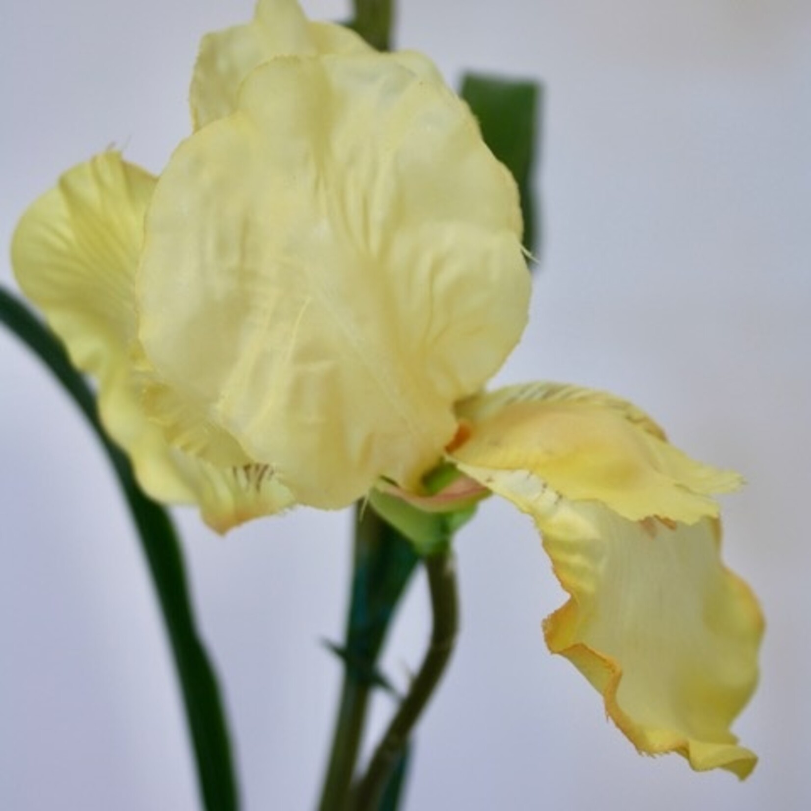 IRIS OLA KALA | GEEL | 83 CM