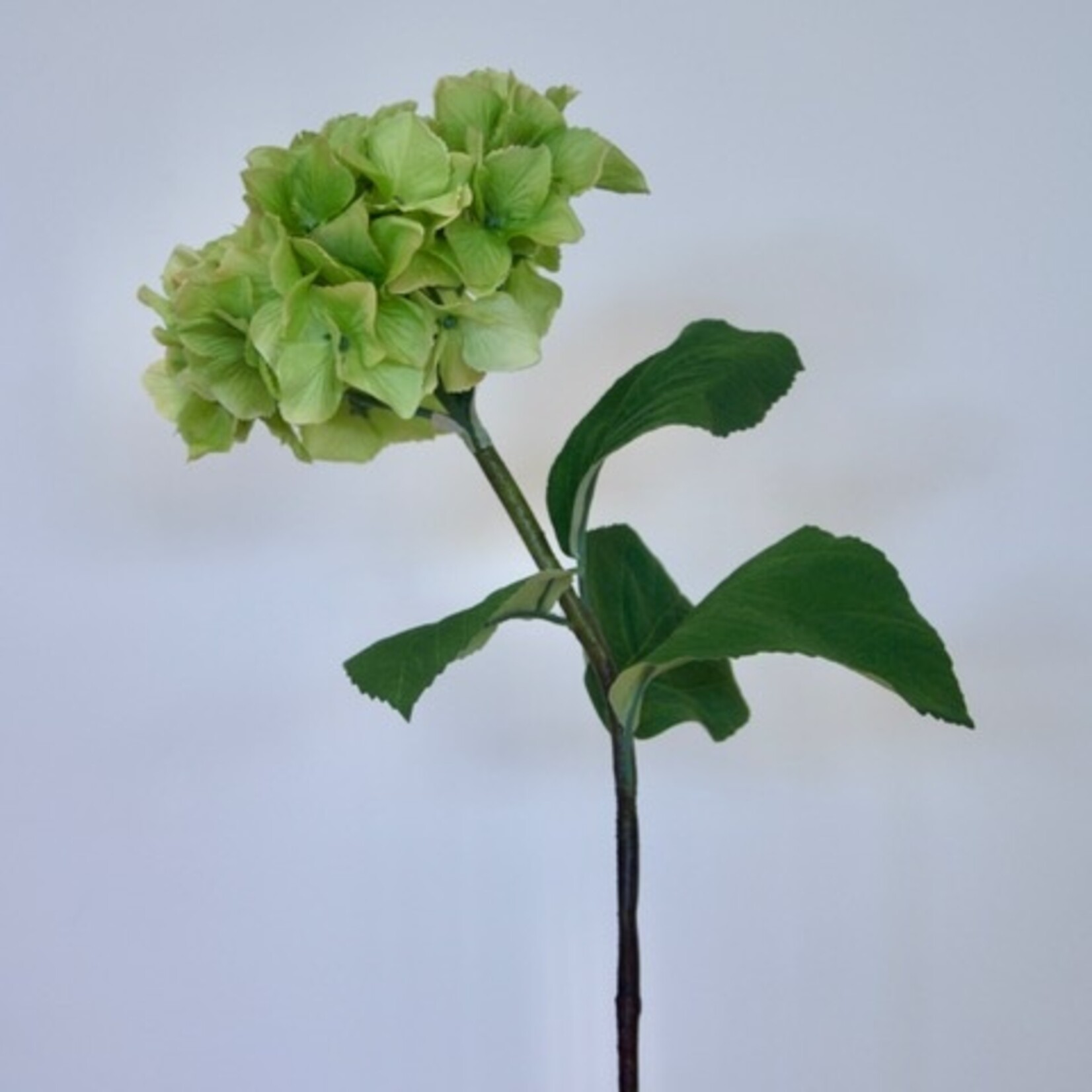 HYDRANGEAN VIBRANT VERDE | GREEN | 80 CM