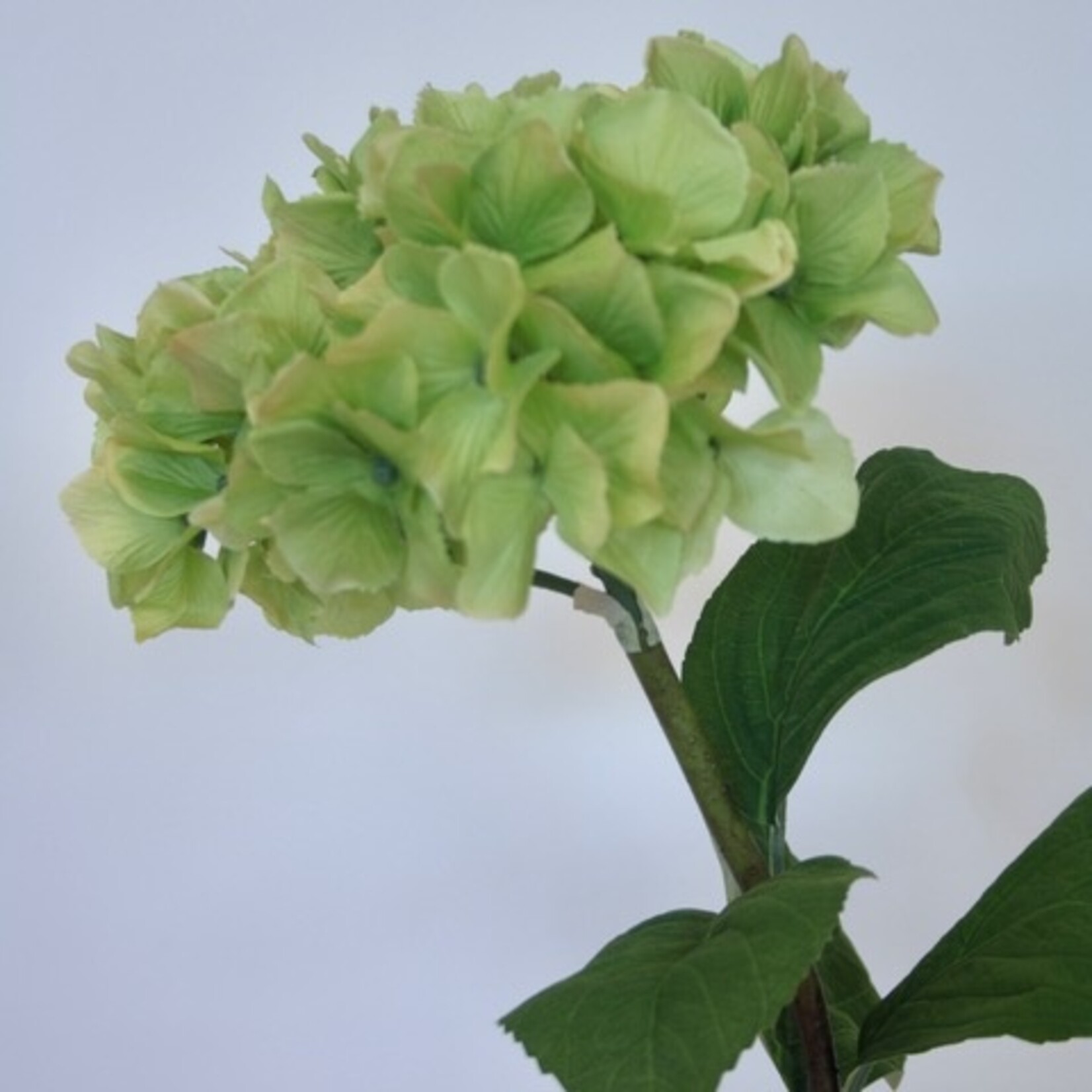 HYDRANGEAN VIBRANT VERDE | GREEN | 80 CM