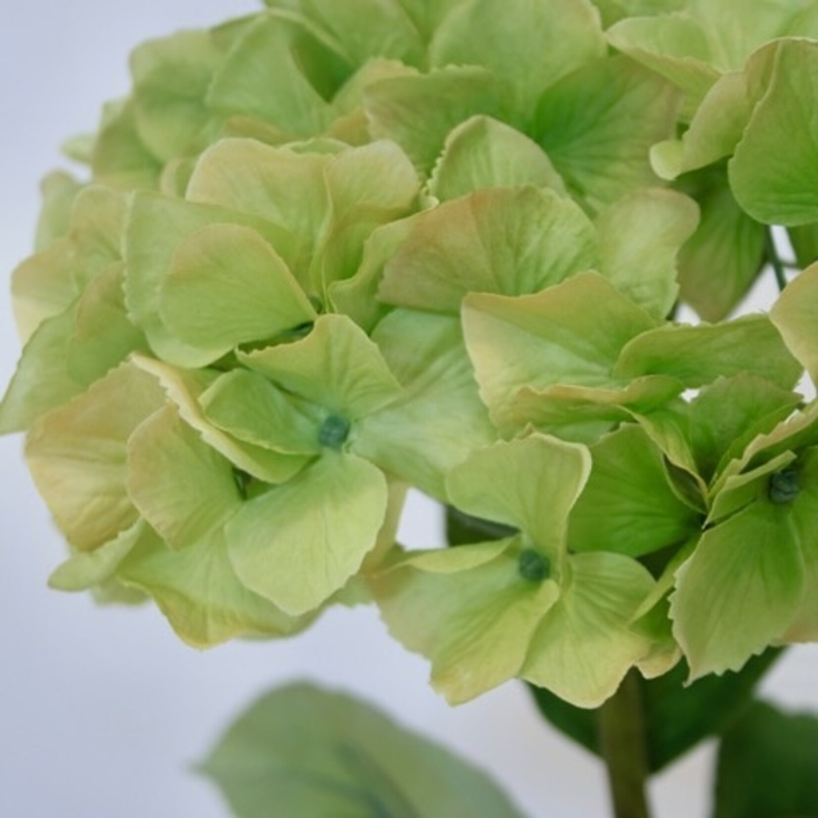 HYDRANGEAN VIBRANT VERDE | GREEN | 80 CM