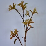 KANGAROEPOOT | GEEL | 76 CM