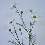 COSMOS | WHITE | 72 CM