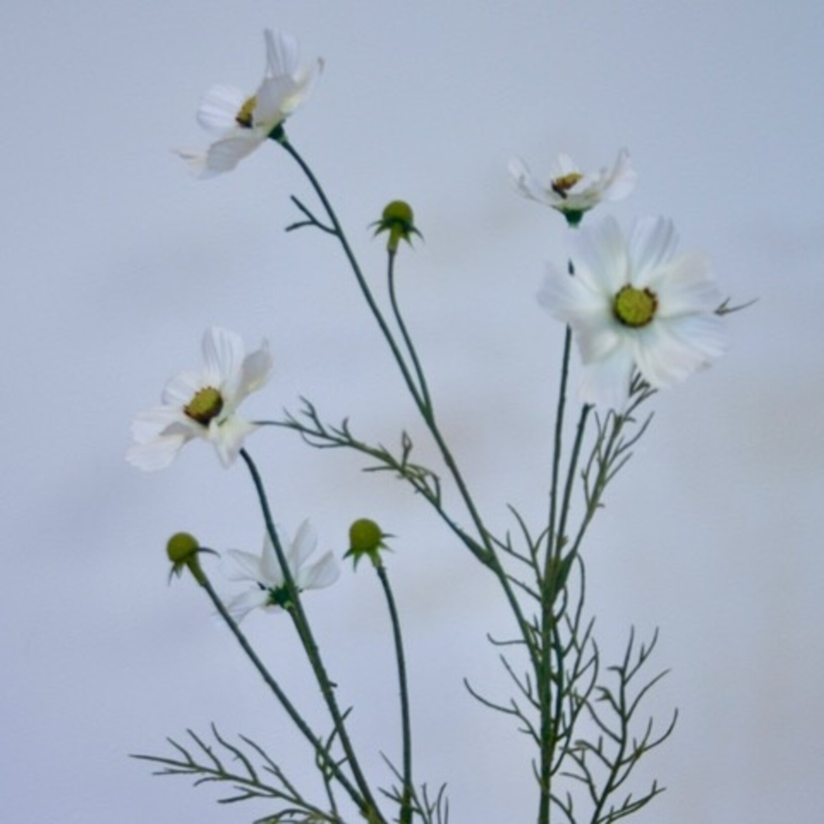 COSMEA  FIZZY | WIT | 72 CM