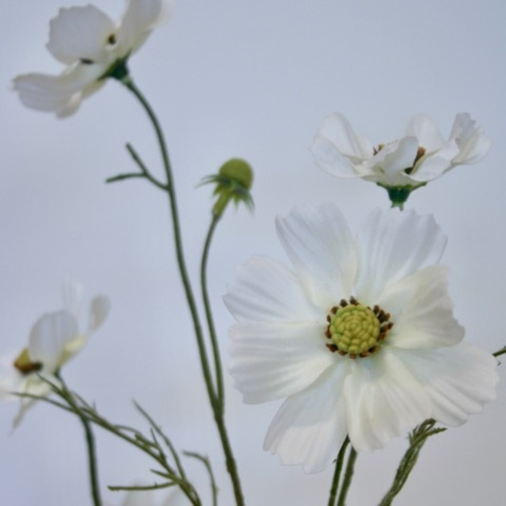 COSMEA  FIZZY | WIT | 72 CM