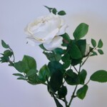 ROSE | WHITE | 40 CM