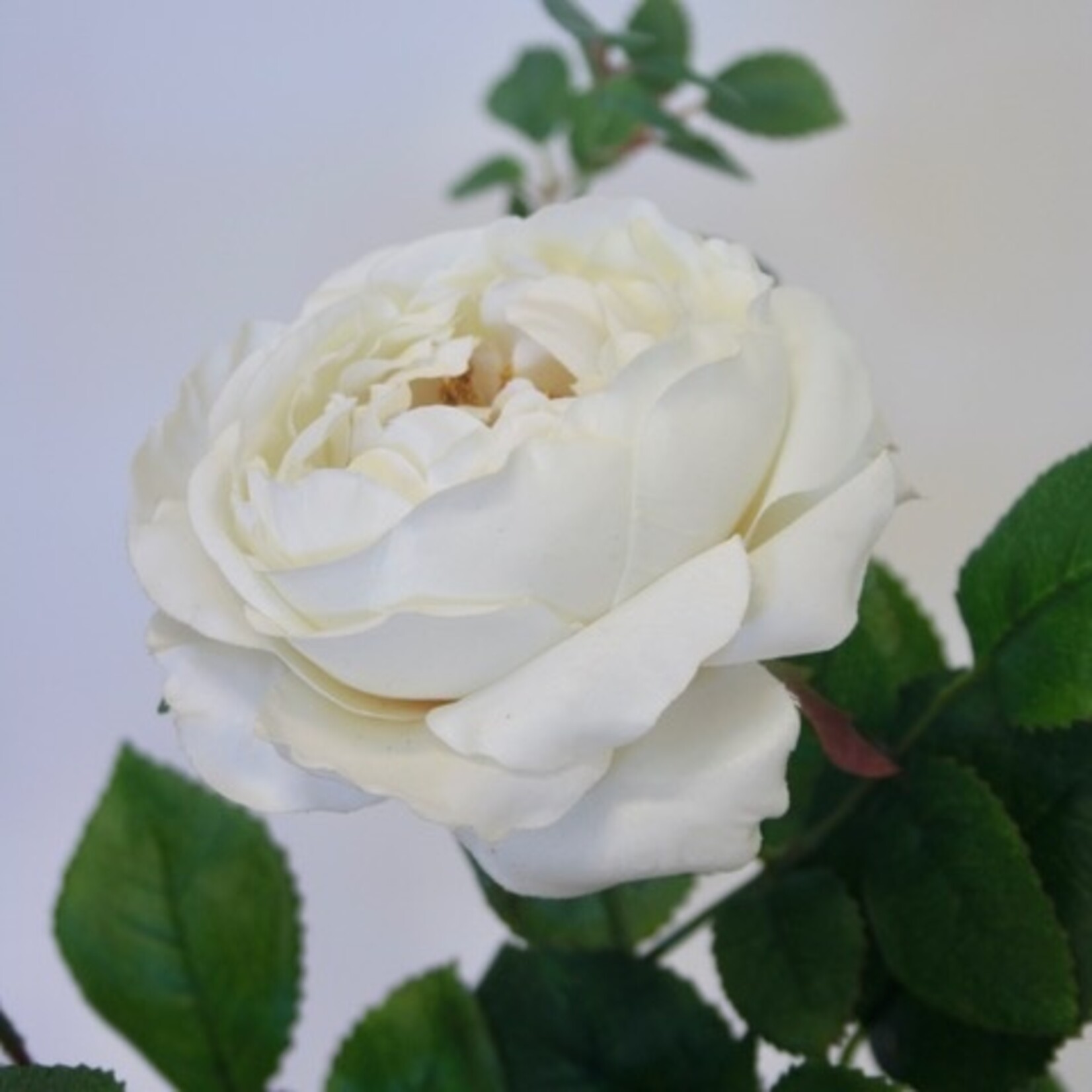 ROOS ICEBERG | WIT | 40 CM