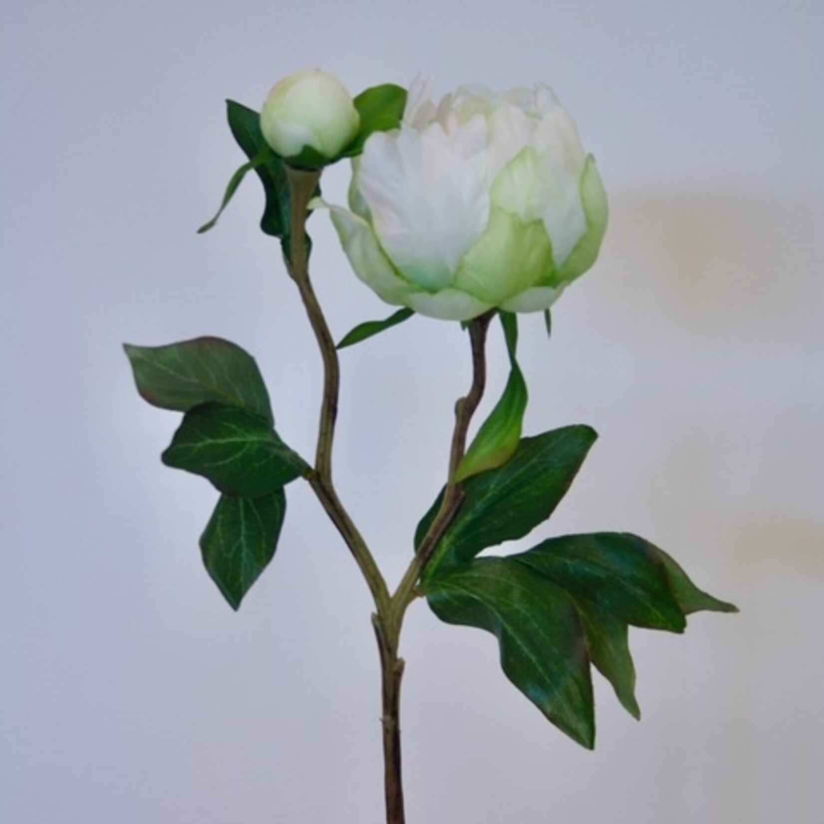 PEONY SHIRLEY TEMPLE | WHITE | 45 CM