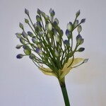 ALLIUM | BLUE | 70 CM
