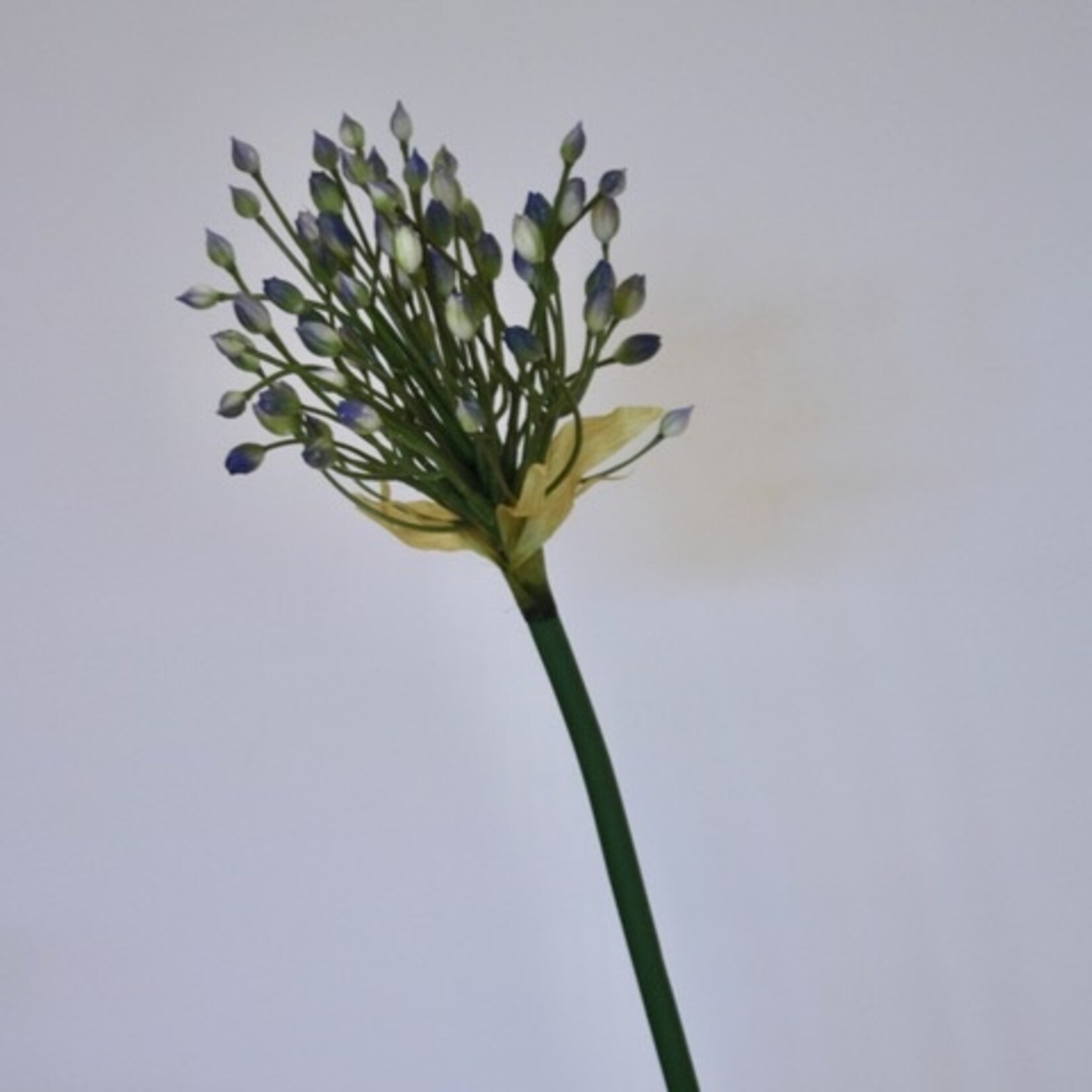 ALLIUM | BLAUW | 70 CM
