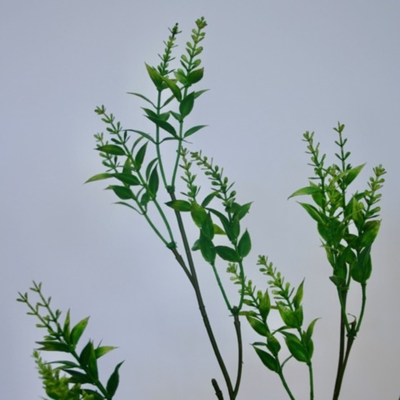 LIGUSTRUM SINENSE | GROEN | 72 CM