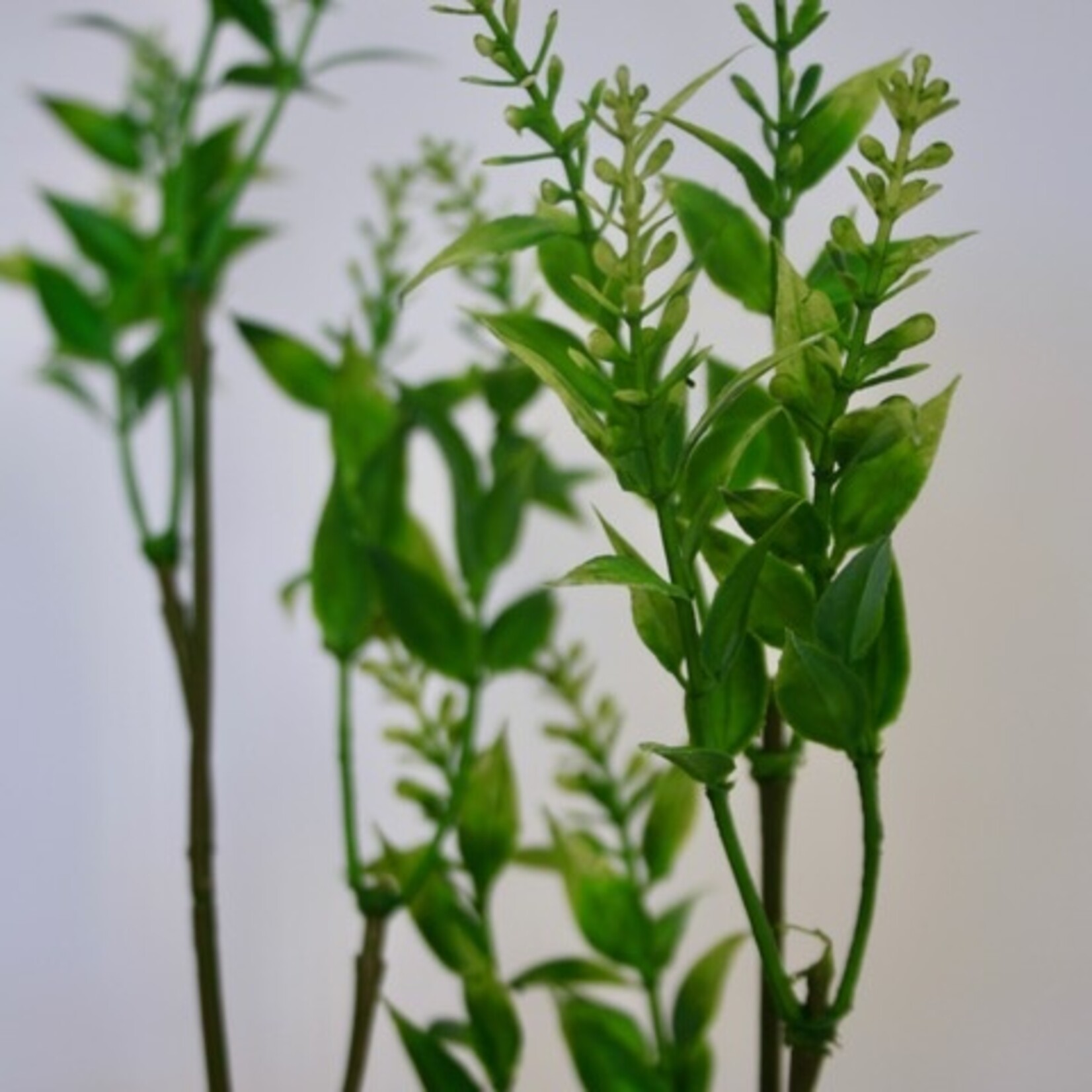 CHINESE PRIVET SINENSE | GREEN | 72 CM